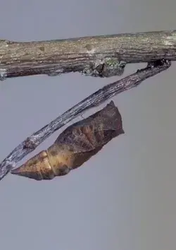 miracle of life: a cocoon turns into a butterfly