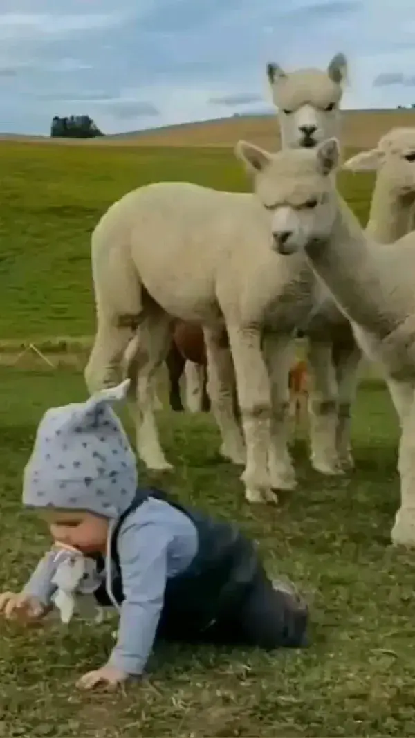 Baby and Alpaca Video