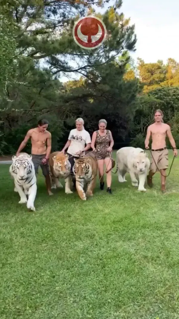 Cute Tigers