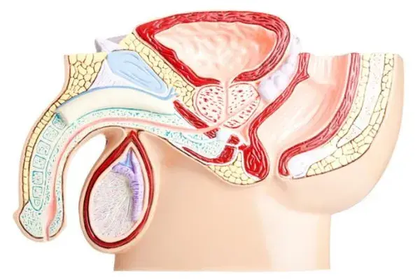 urology.about.com