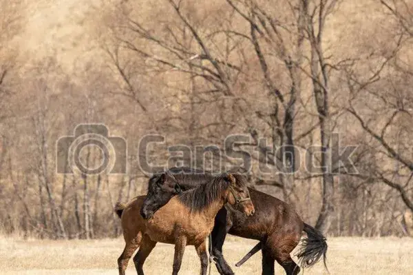 www.canstockphoto.es