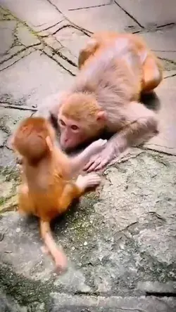 Monkeys Love