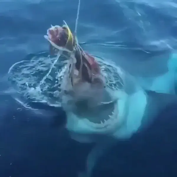 The raw power of the Great White shark is just amazing to watch in action 😍🦈