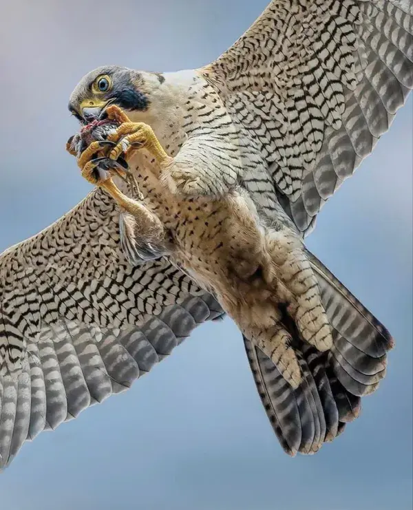 Peregrine Falcon & Aerial Snack