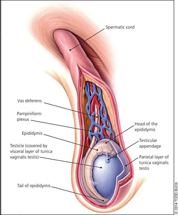 gavasectomyreversal.com