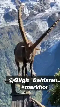 @Gilgit _Baltistan..   #markhor