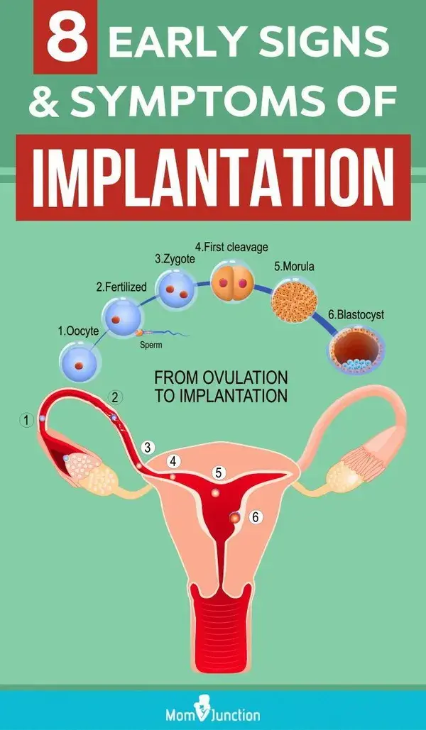 When Does Implantation Occur And What Are Its Signs And Symptoms?