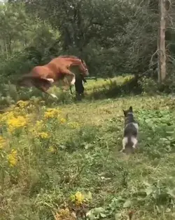 Yeeeeeeeeeehaw! Too much horse power