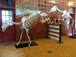 www.equineskeletons.com