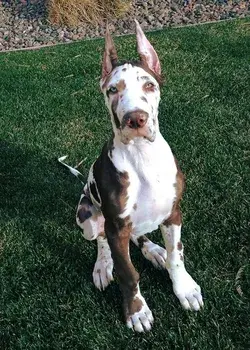 Great Dane Dog