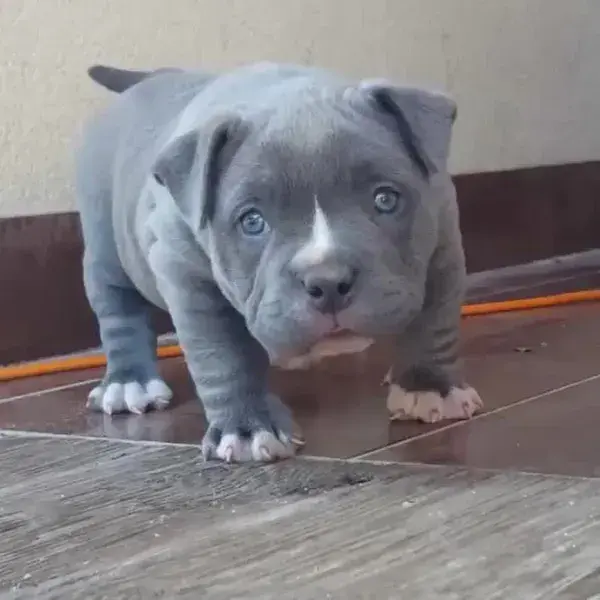 pit bull