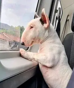 Bull Terrier Photos: Watch our Video to Learn Fascinating Facts- puppies dog tattoo animal wallpaper