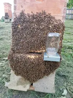 Hot day for Honey Bees 