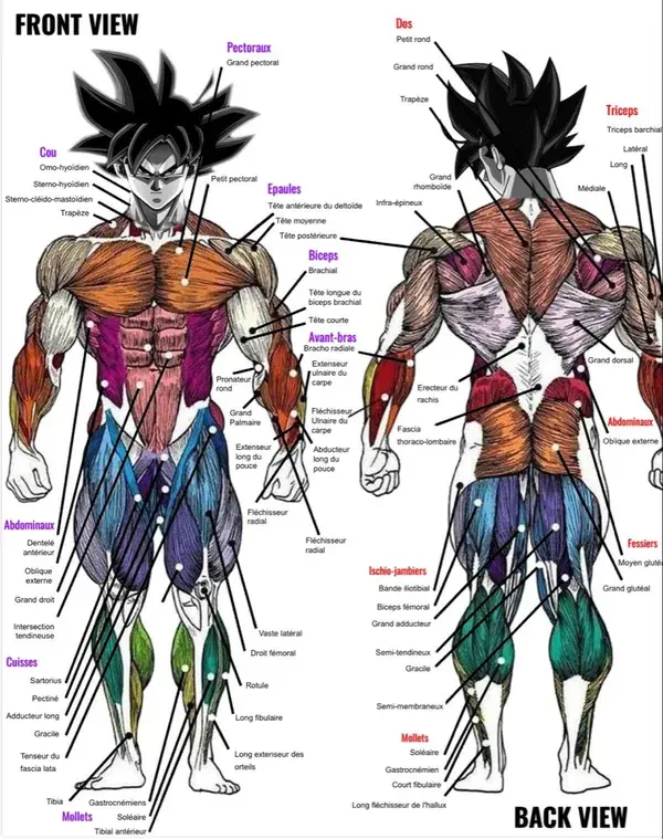 Anatomy Goku