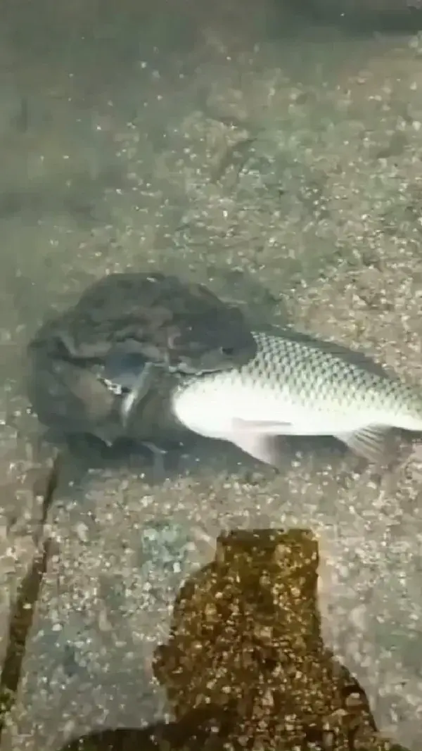 Frog grasping fish