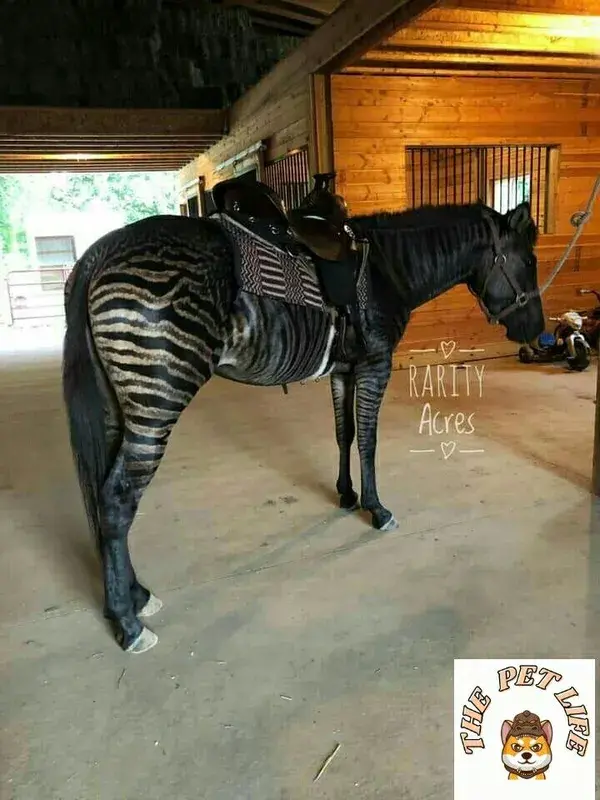 🐴