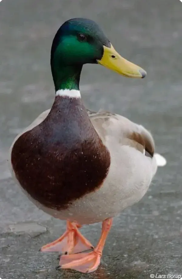 Beautiful Duck