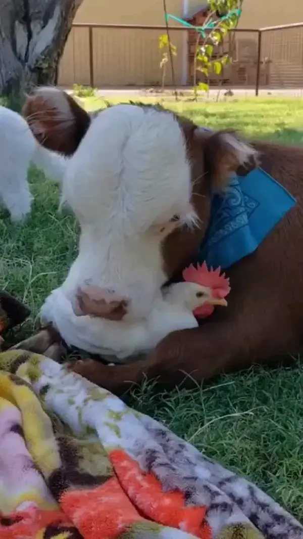 Cow Bonding