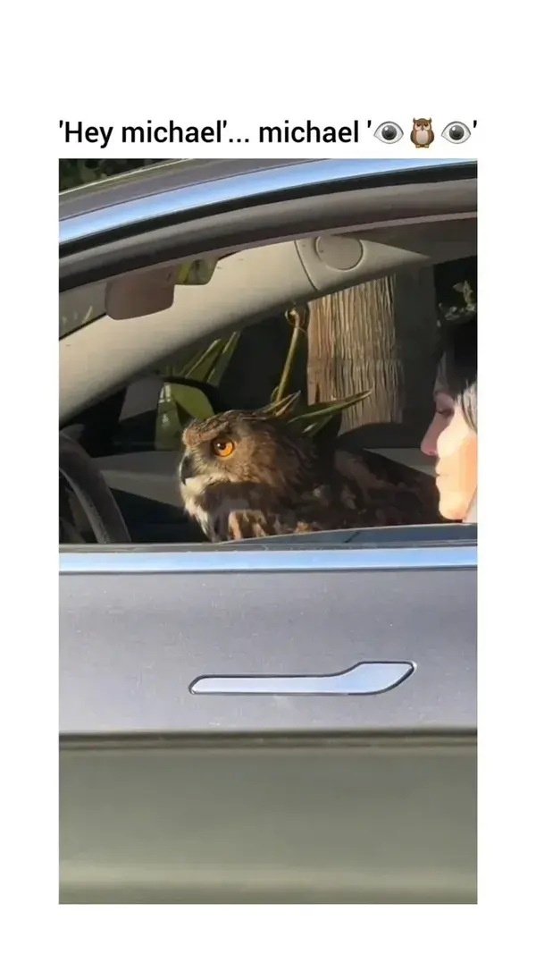 The way the owl looked at him when he called his name