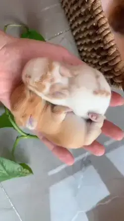 Palm size babies.