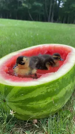 Throwback! We’ve been making watermelon pools for our hatchlings for 3 years now🥰