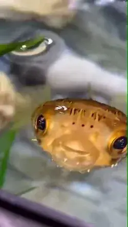 Cute Fish shooting water Bubbles