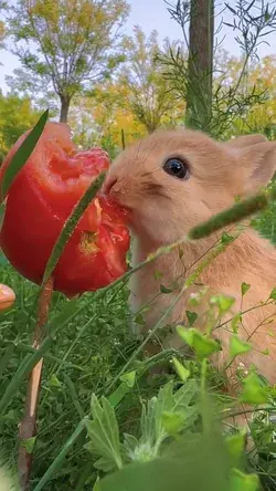 bunny🐇 rabbit eating 🍅 Tomato