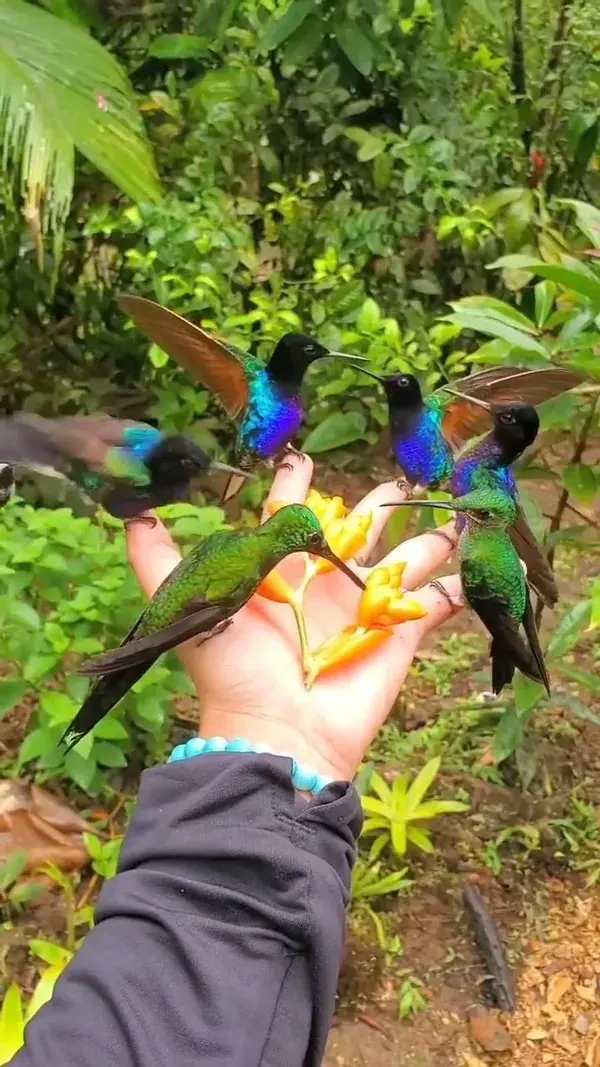 The hummingbird whisperer!