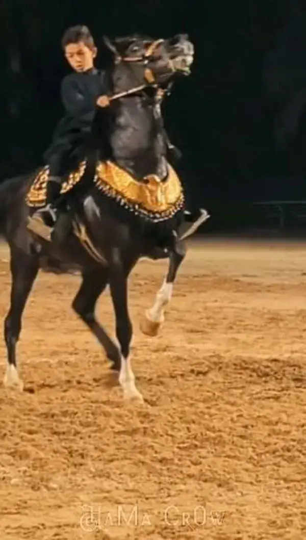 Very attractive Arabic horse dance
رقصة حصان عربي جذابة جدا