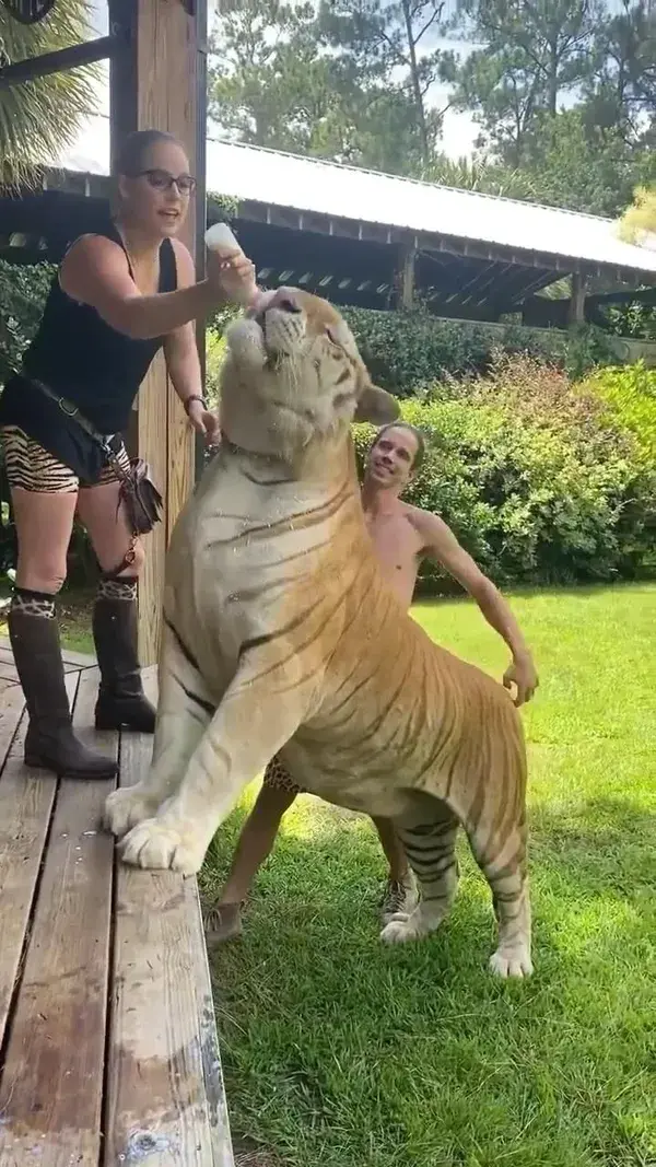 Feeding Huge Tiger