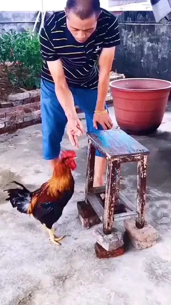 🐔