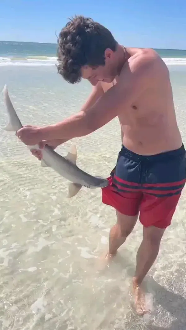 Shark attack