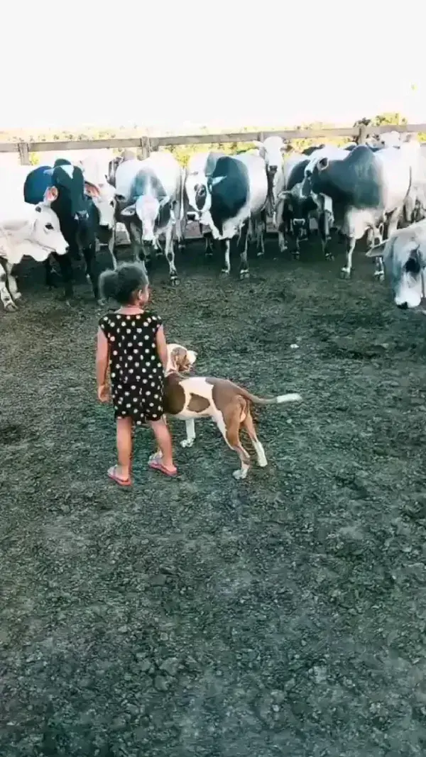 Dog and cow fight