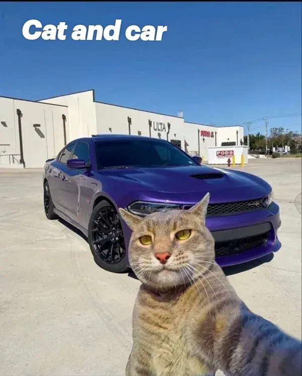 Cat and car