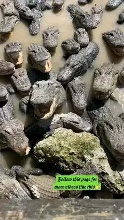 Lot's of Crocodiles Gathering On A Place 😍