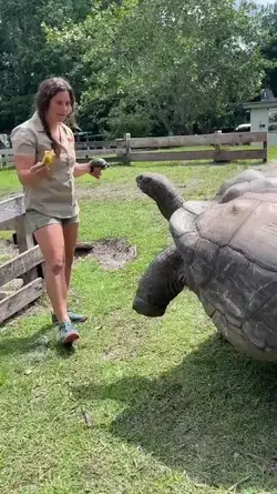 Giant tortoise over 128 years old NATIONAL GEOGRAPHIC