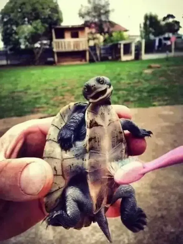 Cute baby turtles