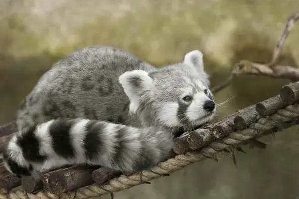 www.boredpanda.com