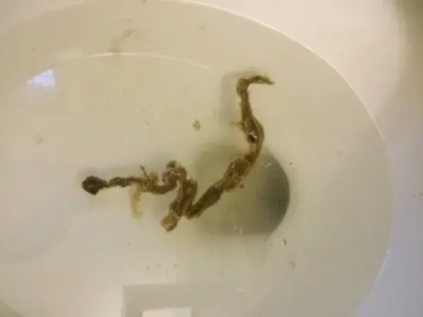 ropeworms.com