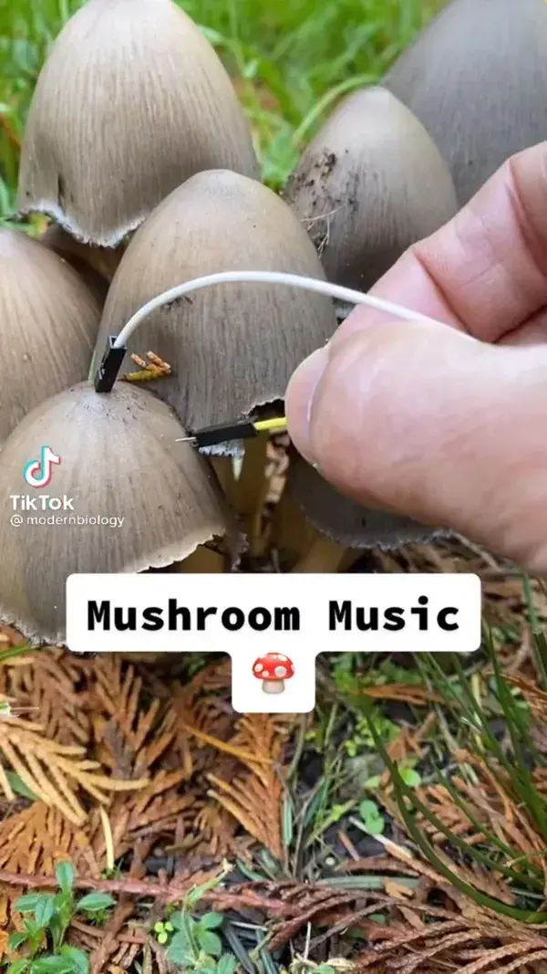 Shroom music:-)