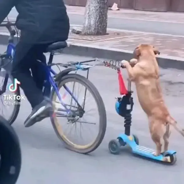 Scooter dog 🐶🐶