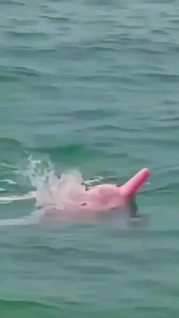 the rare pink Dolphin spotted 😮😍