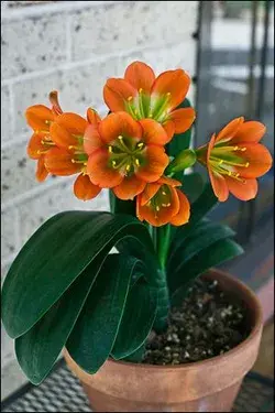 www.coclivia.com