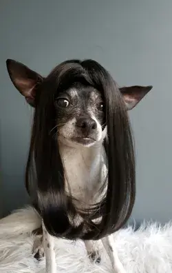 Cute pet   wig black color  dog or cat/ Halloween dog wig / Halloween costume /