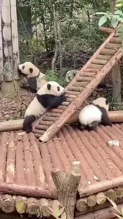 PLAY Time 😁🐼🍼👶🐾🥰