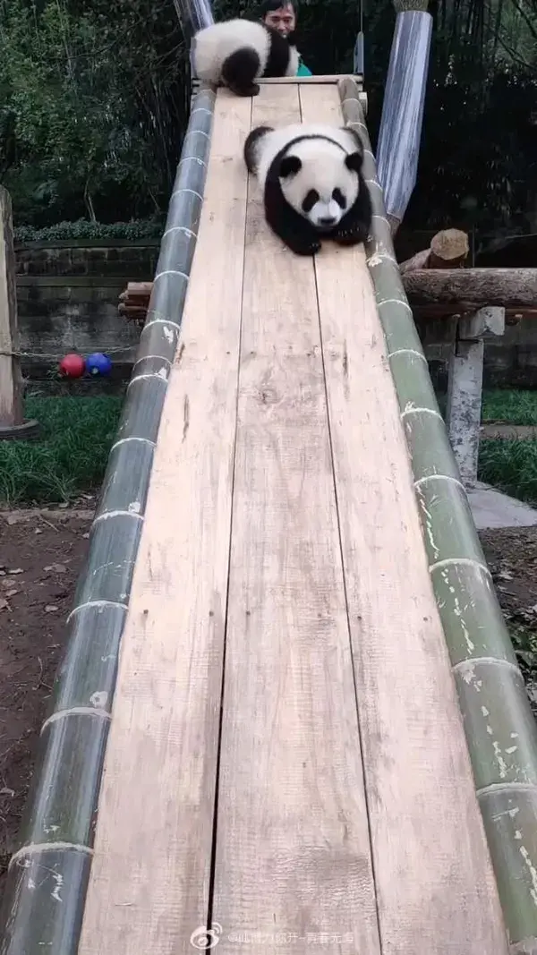 Amazing Funny Animals! They want to play🤣