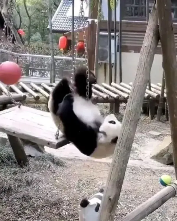 Acrobatic panda 🐼🥰