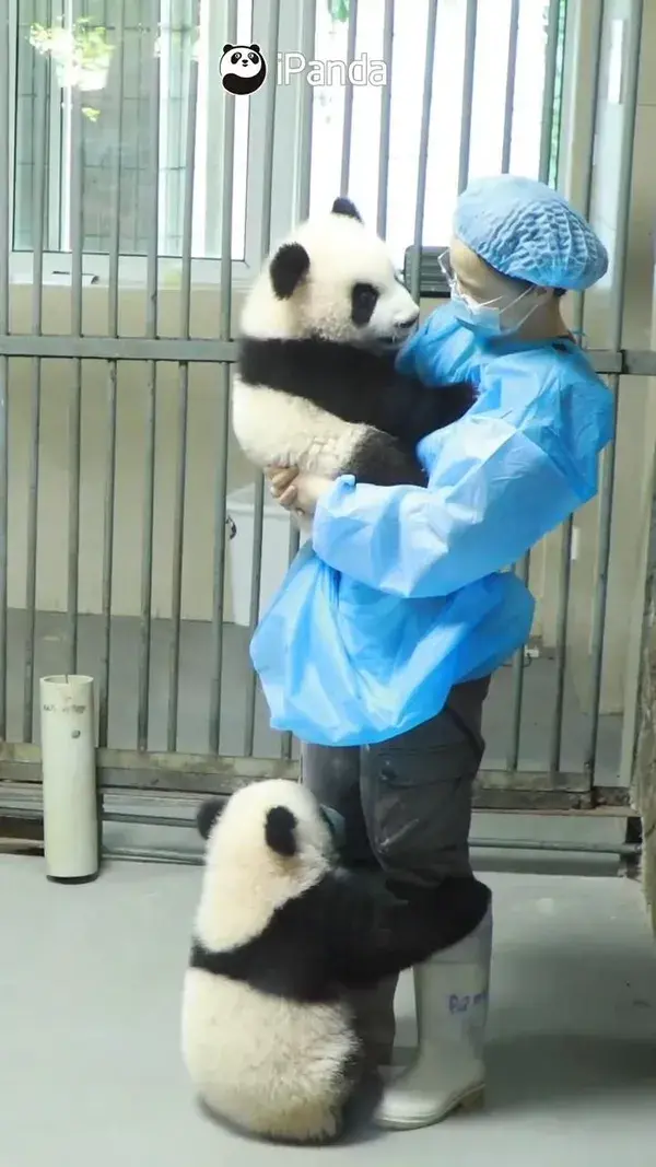 cute pandas wanna play with feeder