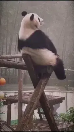 Panda 🐼 