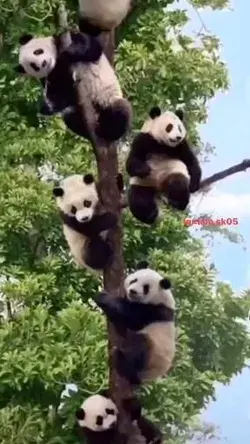 Two pandas are fighting for territory